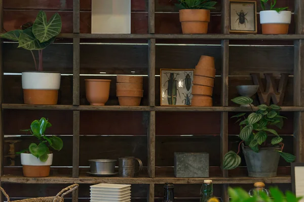 家庭菜園の装飾のための木製の棚の鍋に緑の自然家植物 — ストック写真