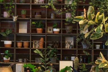 Eski ahşap raf ev bahçe dekoratif üzerinde pot yeşil doğal ev bitki