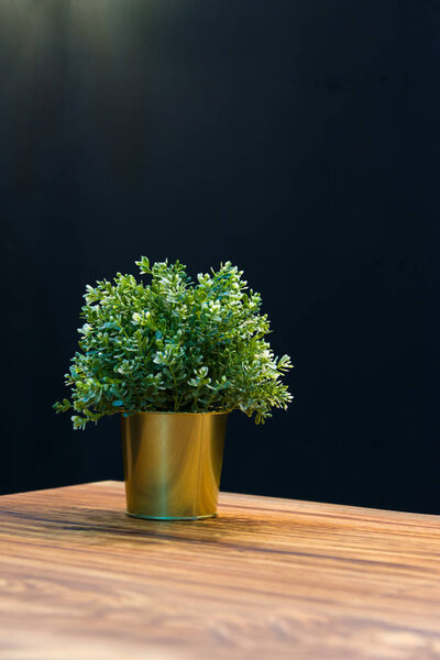 Green tree in metal pot on wooden table and black wall background interior decoration with space for text