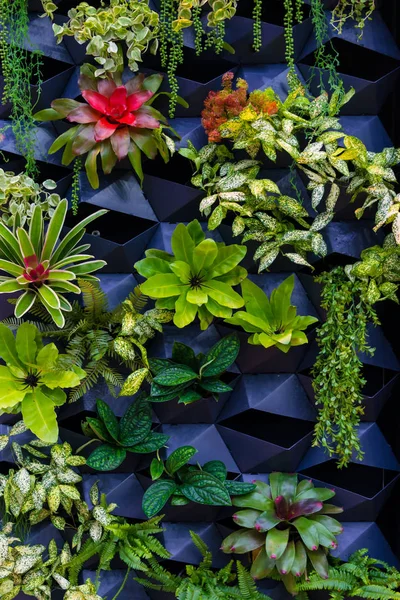 Güzel Doğal Taze Yeşil Yaprakları Duvar Kağıdı Arka Plan Için — Stok fotoğraf