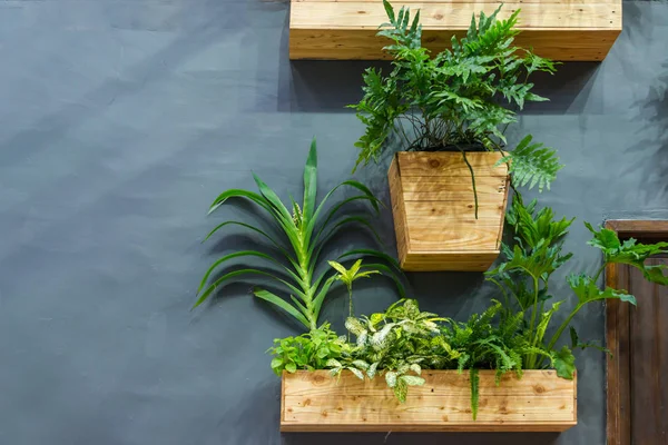 Planten Grijze Wanddecoratie — Stockfoto