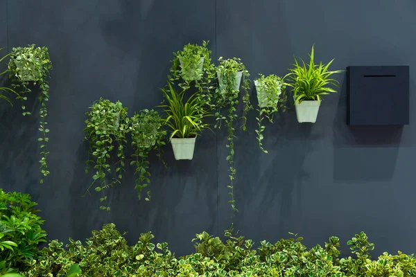 天然绿色树植物在盆上灰墙室内装饰当代 — 图库照片