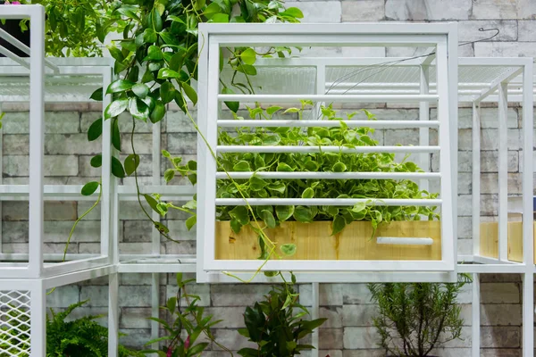 Pianta Verde Casa Naturale Vaso Legno Con Muro Mattoni Grigi — Foto Stock