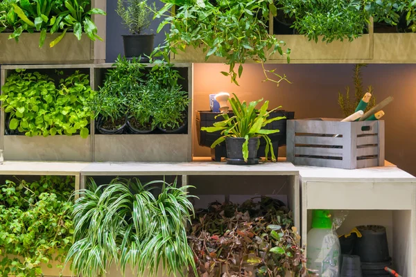 家庭のガーデニング装飾の棚に木製のポットに緑の自然の家の植物 — ストック写真