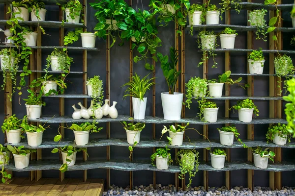 Green Natural House Plant Pot Wooden Shelf Home Gardening Decorative — Stock Photo, Image