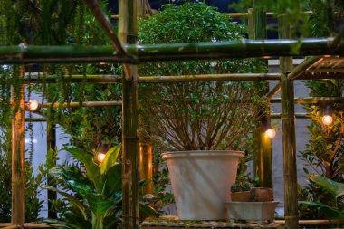 Ev bahçe dekoratif ampuller aydınlatma ile bambu ahşap rafta Yeşil doğal ev bitki