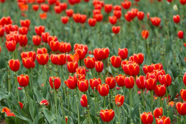 Piękne Tulipan Kwiaty Jest Prawdziwym Eden Indira Gandhi Pomnik Tulipan — Zdjęcie stockowe