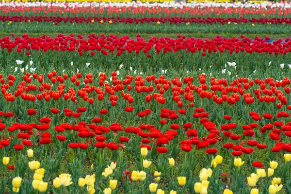 Bunga Tulip Yang Indah Adalah Eden Yang Sesungguhnya Taman Tulip — Stok Foto