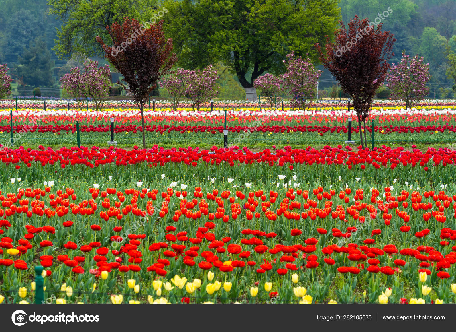 Featured image of post Kashmir Garden Images - Gardens like the shalimar bagh, nishat bagh, chashmashahi.