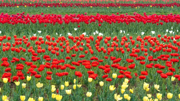 Piękne Tulipan Kwiaty Jest Prawdziwym Eden Indira Gandhi Pomnik Tulipan — Zdjęcie stockowe