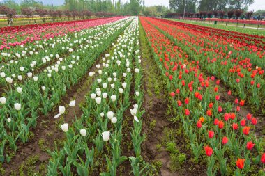 Beautiful tulip flowers is a veritable Eden of Indira Gandhi memorial tulip garden is Asia largest at Srinagar, Jammu and Kashmir, India clipart