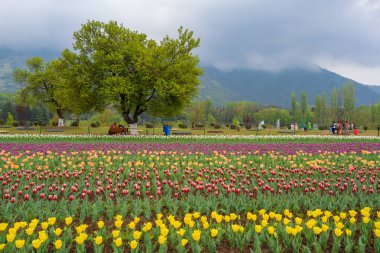 Güzel lale çiçekleri Indira Gandhi anıt lale bahçe gerçek bir Eden Srinagar, Jammu ve Keşmir, Hindistan Asya'nın en büyük