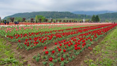 Güzel lale çiçekleri Indira Gandhi anıt lale bahçe gerçek bir Eden Srinagar, Jammu ve Keşmir, Hindistan Asya'nın en büyük