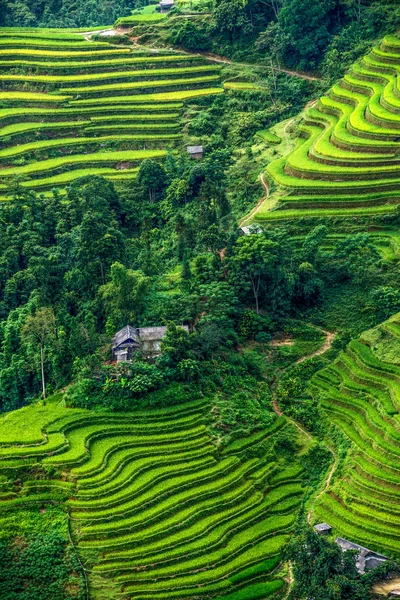 Schöne Reisfelder Auf Der Terrasse Des Landes Hoang Phi Provinz — Stockfoto