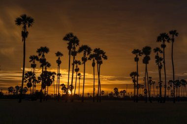 Şeker palmiye ağaçları ve sabah gündoğumu ile pirinç tarlası güzel siluet. Pirinç Tayland önemli tarım ihracat.