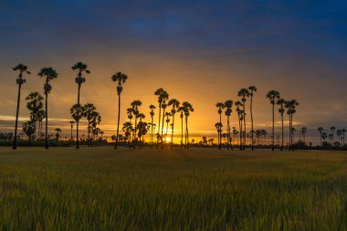 Şeker palmiye ağaçları ve sabah gündoğumu ile pirinç tarlası güzel siluet. Pirinç Tayland önemli tarım ihracat.
