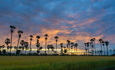 Şeker palmiye ağaçları ve sabah gündoğumu ile pirinç tarlası güzel siluet. Pirinç Tayland önemli tarım ihracat.