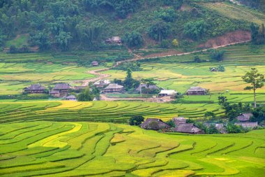 Hut ile güzel pirinç çeltik tarlaları Mu Cang Chai ilçe Yen Bai eyaleti Kuzeybatı Vietnam teraslı hasat hazırlamak.