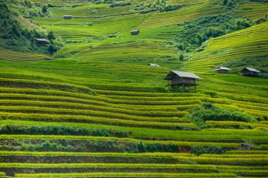 Mu Cang Chai, Yenbai, Vietnam Sapa gezisi Hanoi sırasında güzel pirinç çeltik tarlaları. Kuzeybatı Vietnam.Vietnam manzara
