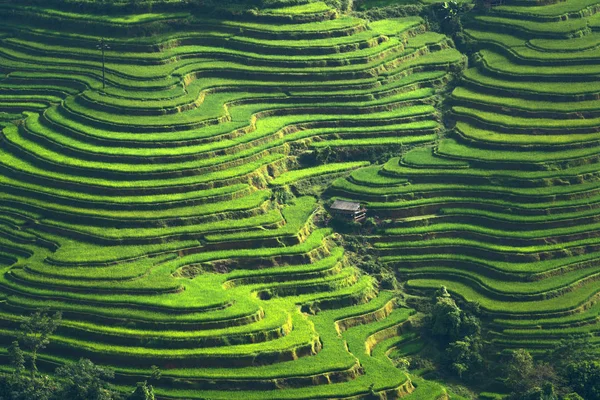 Rice Fields Terraced Hoang Phi Country Giang Province Most Popular — Stock Photo, Image