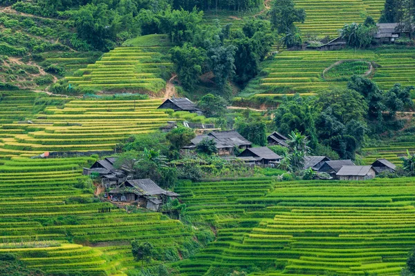 Schöne Reisterrassenfeld Ist Der Berühmte Ort Und Reiseziel Hoang Lien — Stockfoto