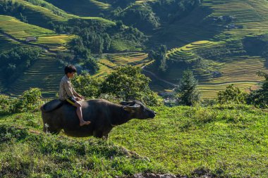 Sa Pa, Vietnam - 12 Ağustos 2019 : Sa Pa gezisi Hanoi sırasında kırsal güzel pirinç teras alanları ile manda sürme Boy Kuzeybatı Vietnam seyahat cazibe