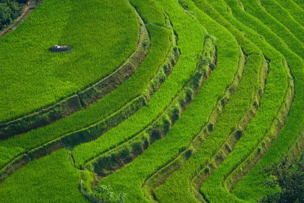 Kuzey Vietnam Popüler Seyahat Yerlerinden Biri Kasabasındaki Güzel Pirinç Terası — Stok fotoğraf