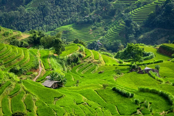 Hermosa Escena Arrozal Arrozal Campo Hadas Seno Montañas Gemelas Nui — Foto de Stock