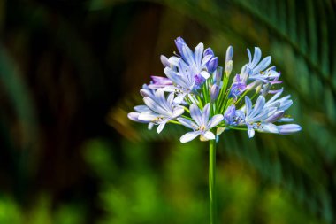 Güzel Afrika zambağı mavi çiçek bilimi canlı yeşil yapraklı Agapanthus Africanus olarak adlandırılır