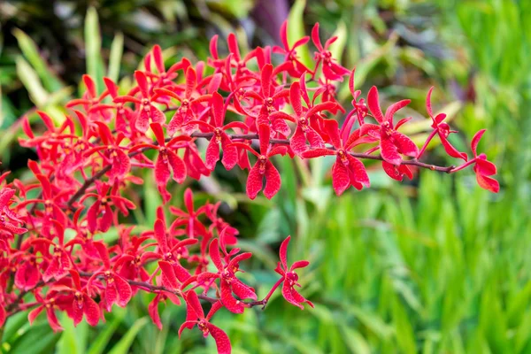 Renanthera Flower Renanthera Asean 2018 싱가포르의 잡종이다 동남아시아의 히말라야 산맥에서 — 스톡 사진