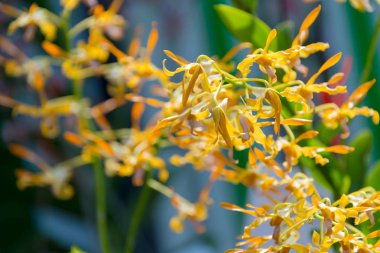 Sarı Antilop Dendrobium Orkidesi, Dendrobium sp., Singapur 'da Orkide Ailesi' nin güzel çiçekleri.