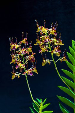 Sarı Mor Antilop Dendrobium Orkidesi Kwan Sam Hor, Dendrobium sp., Singapur 'da Orkide Ailesi' nin güzel çiçekleri.