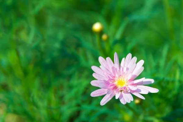 Daisies Merah Muda Yang Indah Nama Ilmu Bunga Daisy Bellis — Stok Foto