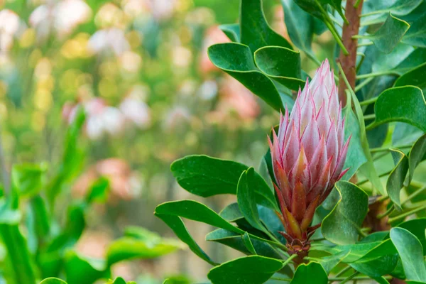 아름다운 식물성 아시아 시아노 — 스톡 사진