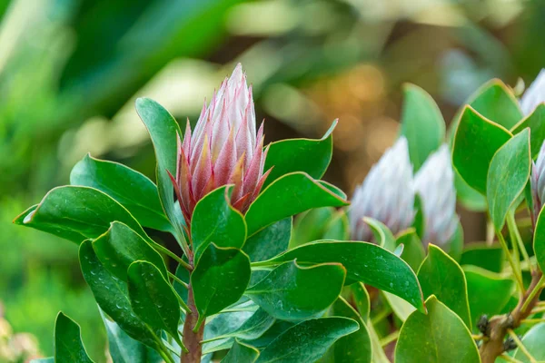 Bunga Indah Raja Sugar Bush Raja Protea Atau Nama Botani — Stok Foto
