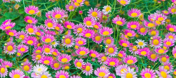 Gyönyörű Rózsaszín Daisies Daisy Virág Tudomány Név Bellis Perennis Zöld — Stock Fotó
