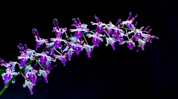 Purple Antelope Dendrobium Orchid Riverside Dendrobium Family Orchidaceae Hermosa Flor — Foto de Stock