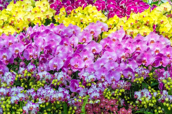 Dendrobium Orchid ดอกไม สวยงาม ดอกไม ไฮบร ดกล วยไม เศษในส งคโปร — ภาพถ่ายสต็อก