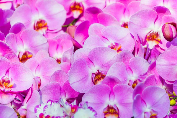 Purple Dendrobium Anggrek Bunga Mekar Yang Indah Untuk Kertas Dinding — Stok Foto