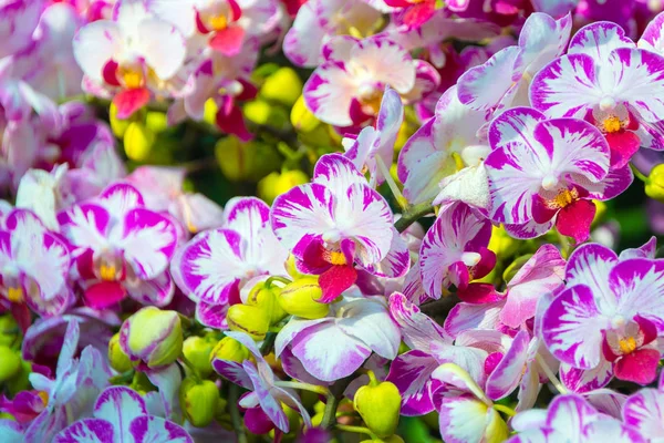 Purple Dendrobium Anggrek Bunga Mekar Yang Indah Untuk Kertas Dinding — Stok Foto