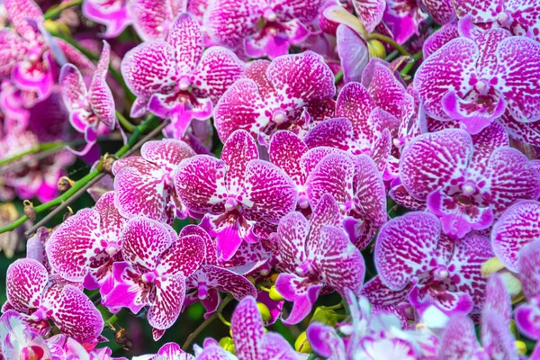 Lila Dendrobium Orkidé Vacker Blomma För Tapeter Eller Bakgrund — Stockfoto