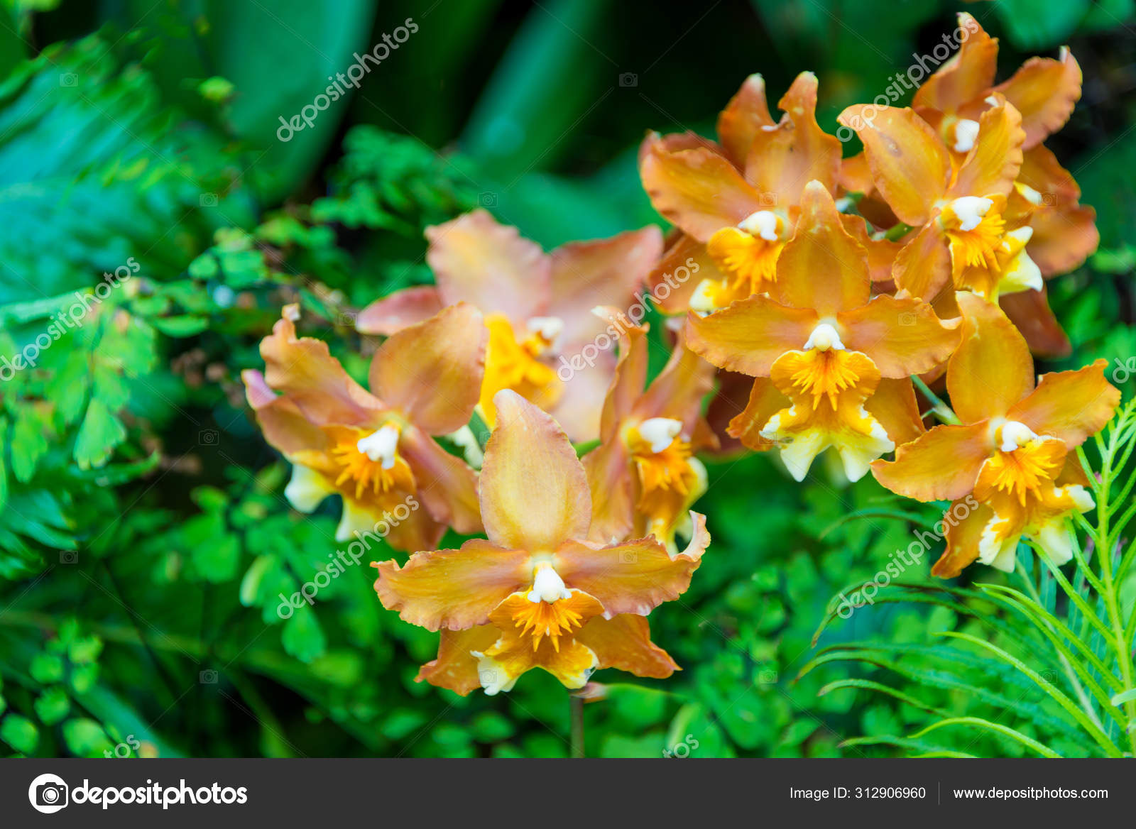 Laranja Roxo Asas Oncidium Hilda Plumtree Orquídeas Bela Flor Para fotos,  imagens de © pomphotothailand.gmail.com #312906960