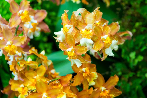 Naranja Púrpura Alas Oncidium Hilda Plumtree Orquídeas Flor Hermosa Para — Foto de Stock