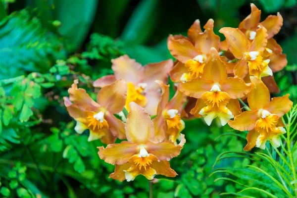 Naranja Púrpura Alas Oncidium Hilda Plumtree Orquídeas Flor Hermosa Para — Foto de Stock