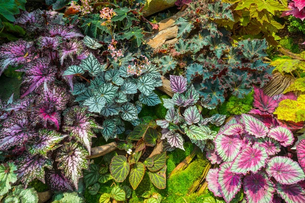 Die Wunderschöne Natur Tropischer Regenwälder Pflanzt Künstliche Gartendekoration Als Hintergrund — Stockfoto