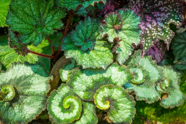 Die Wunderschöne Natur Tropischer Regenwälder Pflanzt Künstliche Gartendekoration Als Hintergrund — Stockfoto