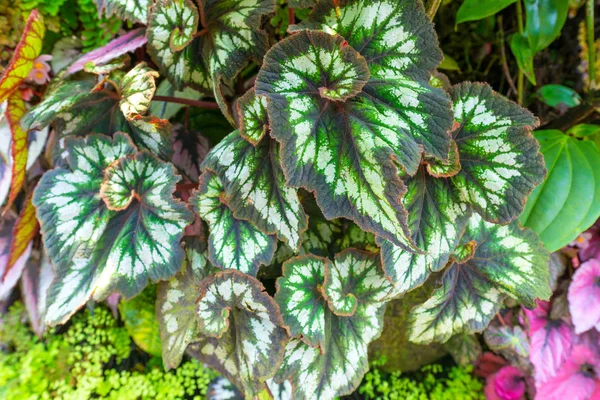 Prachtige Natuur Van Tropische Regenwouden Plant Kunstmatige Tuin Decoratie Voor — Stockfoto