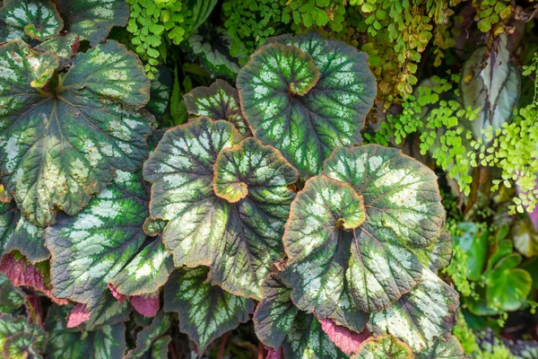 热带雨林的美丽自然 植物人工花园装饰为背景 — 图库照片