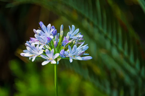 Hermosa Flor Azul Lirio Africano Nombre Científico Agapanthus Africanus Con — Foto de Stock