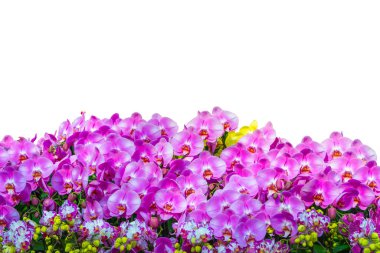 Mor Dendrobium Orkide. Güzel çiçek. Beyaz arkaplandaki yazı için yeri olan özel bir orkide. 